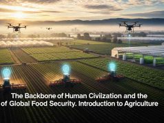 The Backbone of Human Civilization and the Future of Global Food Security Farmer working in a green rice field using traditional farming methods