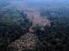 Amazon Deforestation Hits Record Low Ahead of Election