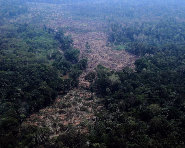Amazon Deforestation Hits Record Low Ahead of Election