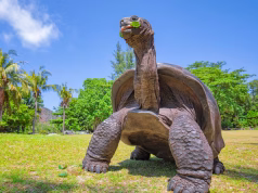 Aldabra Atoll Giant Tortoise Population Soars to 180,000